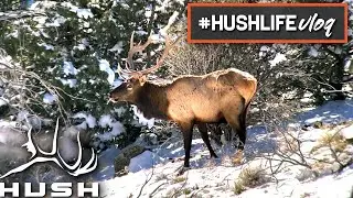LOOKING FOR A GIANT BULL ELK | HUSHLIFE VLOG | S2EP37