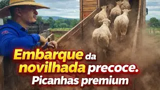 OLHA O PADRÃO DESSAS NOVILHAS! Embarque que dá gosto de ver