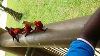 Bird Park in melaka malaysia