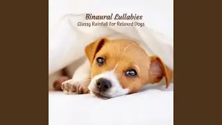 Calming Canine Symphony