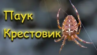 Паук крестовик обыкновенный (Araneus diadematus)