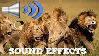 Lion  sound  Effects