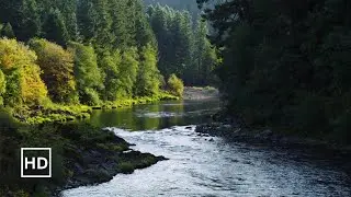 Tranquil Forest by North Umpqua River | Gentle Stream & Birdsong for Sleep and Focus | 3 Hour Video