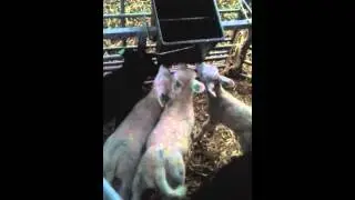 Haasje over aan de lammerbar. ;))