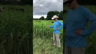 DSF Sudan grass and Stocker Calves