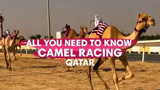 Camel racing experience in Qatar