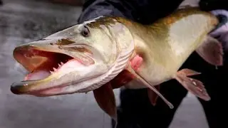 Best Muskie Lake WI -TEAL LAKE  (Tube Angler)