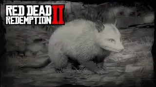 RDR2 Perfect Opossum Carcass [Hunting Request 3 & Master Hunter 9]