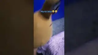 muri&oacute; blue😂😂