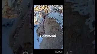 il tuo cavallo se .... #horse #youtube #perte Marika 🐴🏹