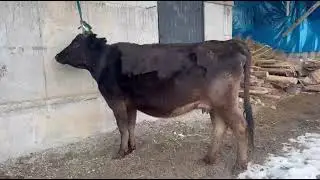 #cow 135000 сом/1542$ стелная 8 мес  +996 778 360 799