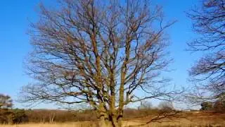 de Meinweg Winterwanderung Januar 2017