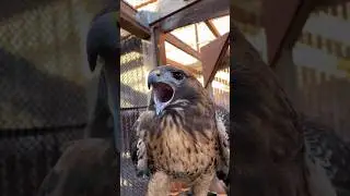 Suara Burung Elang