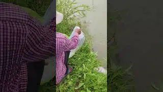 #pondhopping #fisharrow #indiancarp Take it to a new pond and raise it. This fish is called carp.