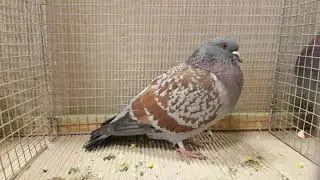 Cauchois Tauben