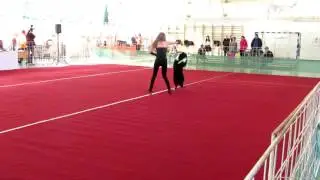 Caesar ~ Border Collie | 2016 - Dog Dancing Hungarian Open