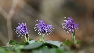 처녀치마-Korean heloniopsis