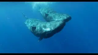 An Immersive Journey with a Sperm Whale Social Unit