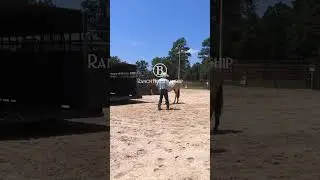 How To Get a Horse To Load Itself On The Trailer  3