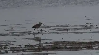 Shorebird Migration at Xiaoyangkou | Plovers, Whimbrels, and Egrets on the Yellow Sea