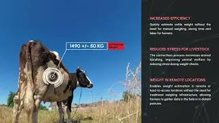 Animal Face-ID, Livestock & Marine Measurement| Tuul.AI in Agriculture