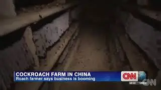 Cockroach Farm In CHINA 👆🏻😢👆🏻