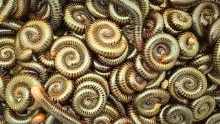 Top Skill catching Massive Millipedes In Deep Forest