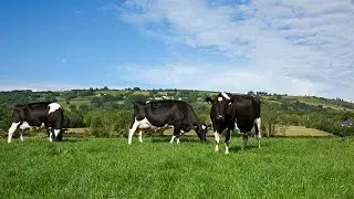 Get upto 40 Litres of Milk per Cow with these Feeding and Nutrition Tips. DAIRY FARMING Tips. .