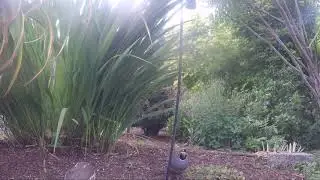 QUAIL FEATHER