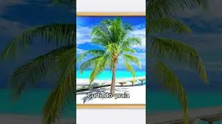praia#gabrielafofa_2006#humor# 🌴 palmeira
