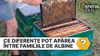 Ce diferente pot aparea intre familiile de albine?!