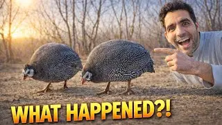 I Added Guinea Fowl to My Garden — Here’s What Happened