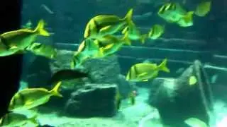 Peces del Caribe