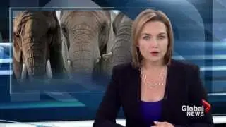 Elephants on the move