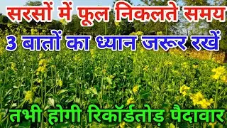 Keep these 3 things in mind when mustard flowers bloom, only then will you get record-breaking yields / Sarso Ki Kheti