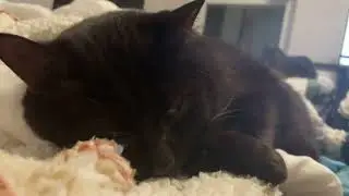 Beanz The Black Cat Sleeping With One Eye Open