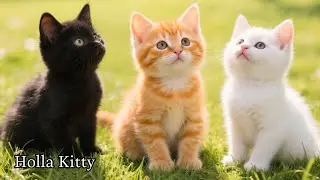 Peaceful Cat Moments 4K &ndash; Premium Visual Comfort ✨