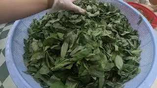 How to Clean Molokhiya or Saloyot for Preserving and or Cooking Lebanese Cuisine
