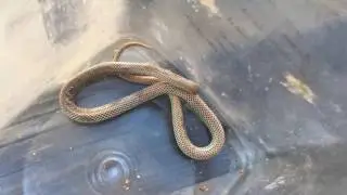 Sticky Ground Snake
