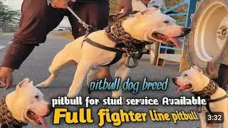 Am Pitbull Male Dog Available For Stud & Metting | Very Low Rate For Stud | Top Quality | Imported