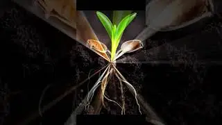 🌱 Slow Push, Deep Roots: Awaken Your Body  #SomaticMovement #EmbodiedAwareness #SlowFlow