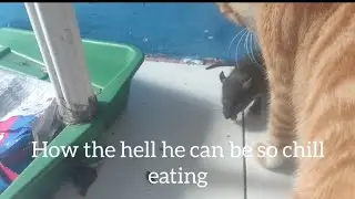 Mouse with zero survival instincts