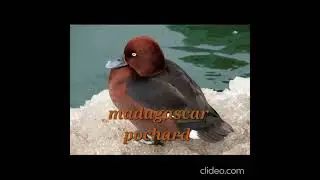 rare birds all around the world #facts