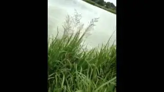 Jacks battle with mirror carp monk lakes