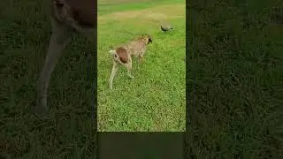 Terrifying Dog Launches Surprise Attack on Bird