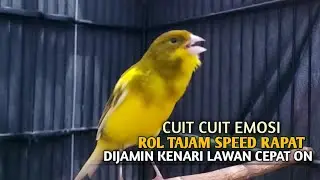 kenari gacor panjang Cuit Cuit EMOSI, Pancingan Kenari Paud Belajar Bunyi, terapi AMPUH Kenari MACET