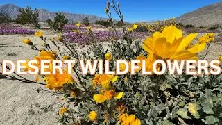 🌼🌵 Witness the Spectacle: Desert Transformed by a Massive Superbloom 🌵🌼