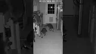 caught on live camera #shorts #viral #animals