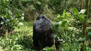 MOV_4475
