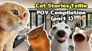 Cat Memes POV Compilation of Cat Stories Tellin - Part 1